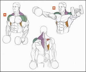 Разведение гантелей стоя