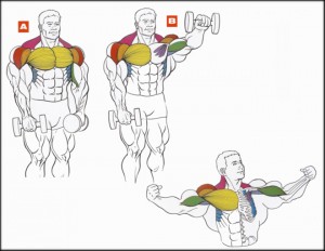 Подъем гантелей перед собой